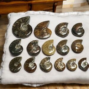 Beautiful Amonite Shell (Not sold separately)